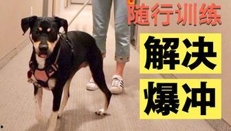 讯狗视频在线观看,讯狗视频带你在线观影新体验 第1张 讯狗视频在线观看,讯狗视频带你在线观影新体验 第1张